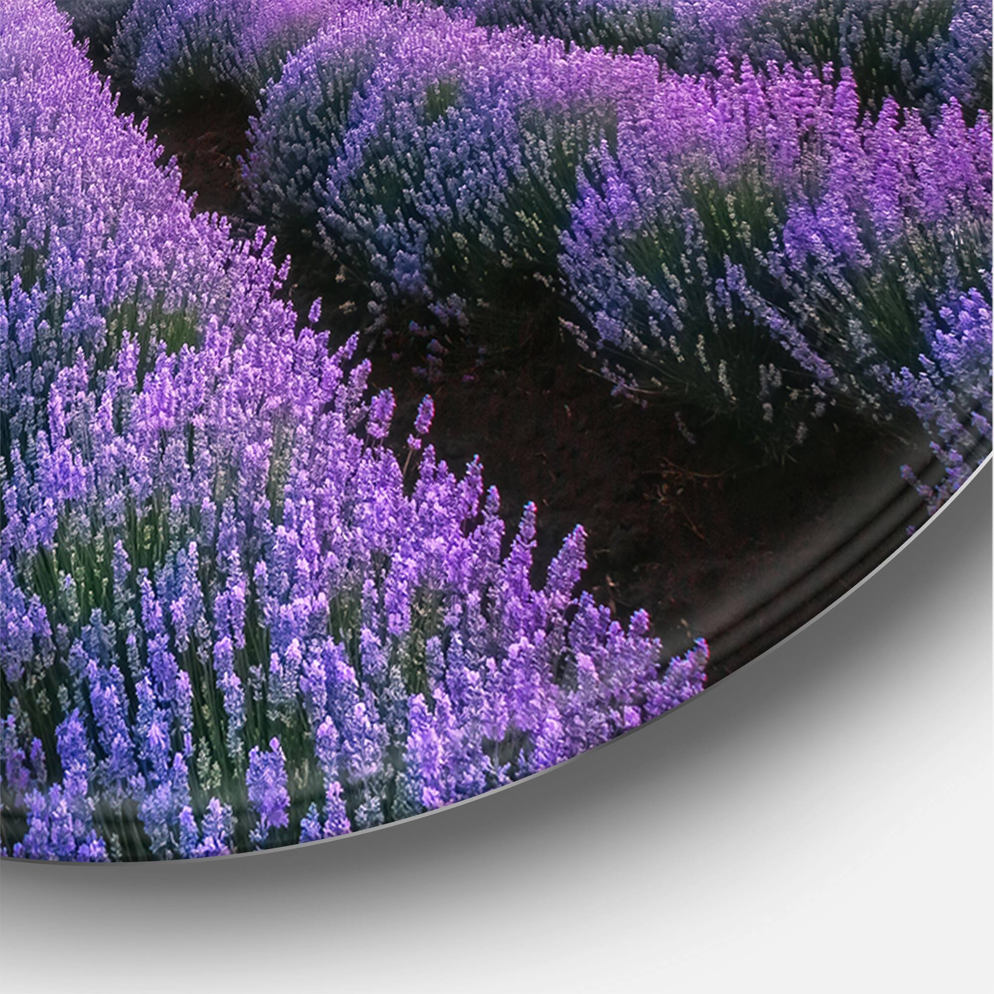 Designart - Sunrise & Dramatic Clouds Over Lavender Field I